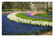 La fte des fleurs III
